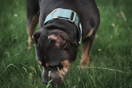 How to Use a Martingale Dog Collar