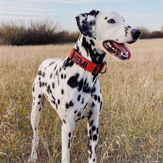 1.5" Tacti Slim Dog Collar - Apple