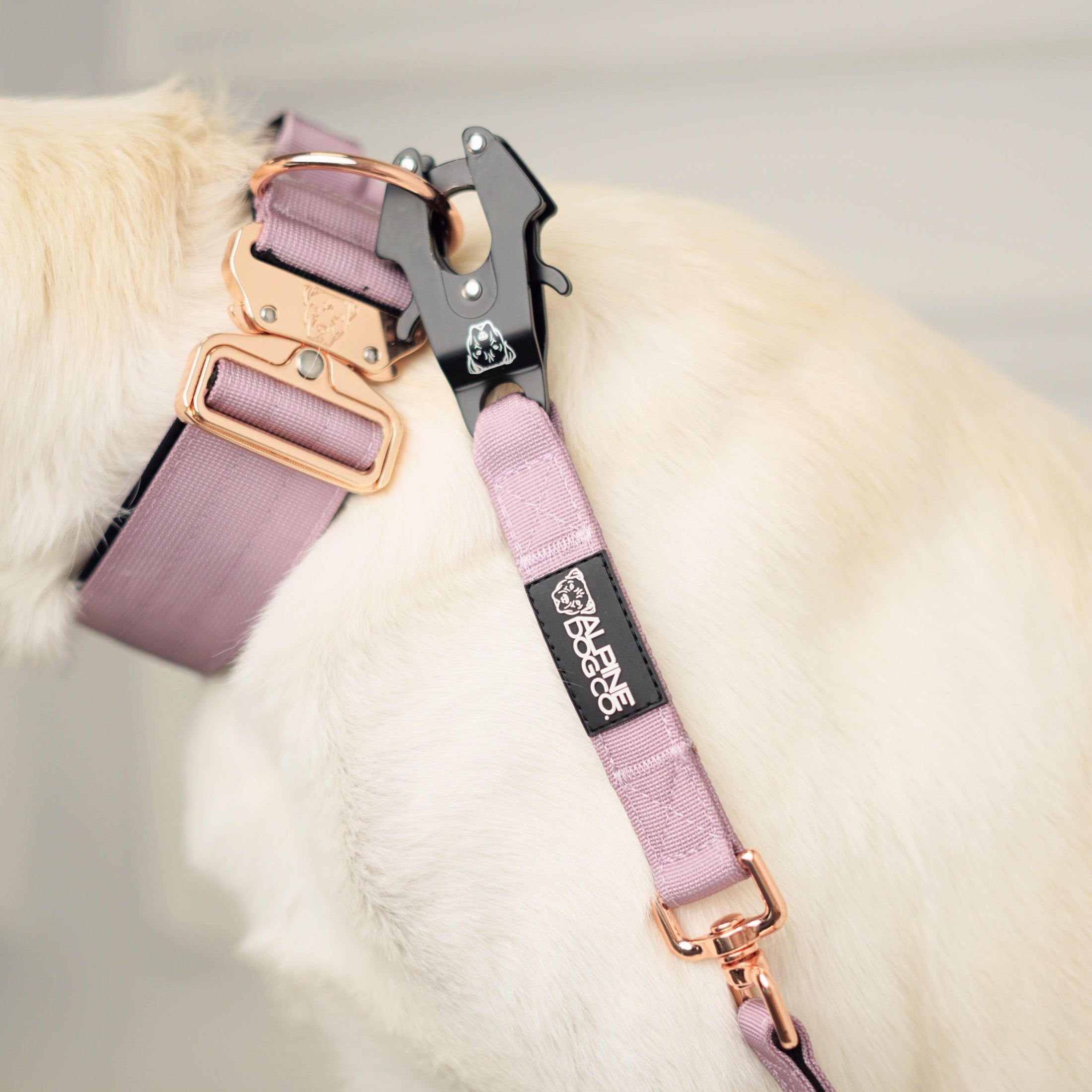 2" Tacti Luxe Dog Collar - Rose Gold - Sofia