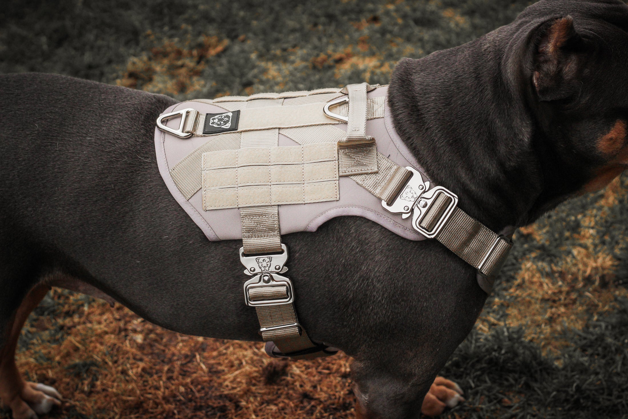 HNTR 3.0 Dog Harness - Beach