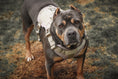 Load image into Gallery viewer, HNTR 3.0 Dog Harness - Beach
