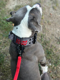 Load image into Gallery viewer, Expedition Dog Collar - Cement (Limited Edition)