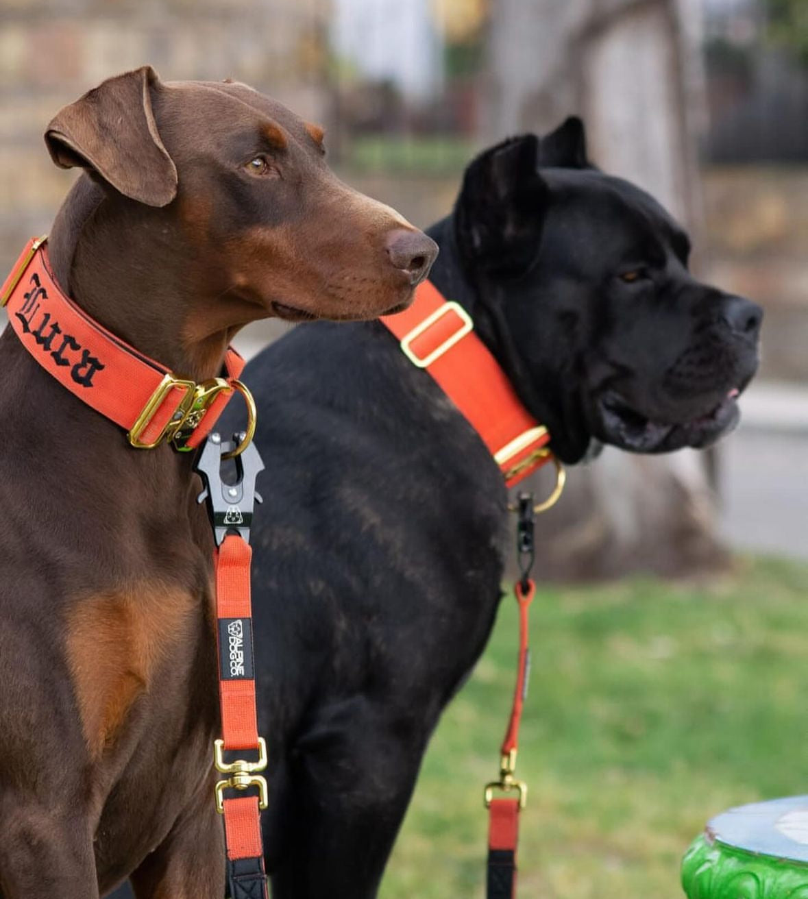 2" Tacti Luxe Dog Collar - Gold Cognac