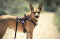 Load image into Gallery viewer, HNTR 3.0 Dog Harness - Chocolate
