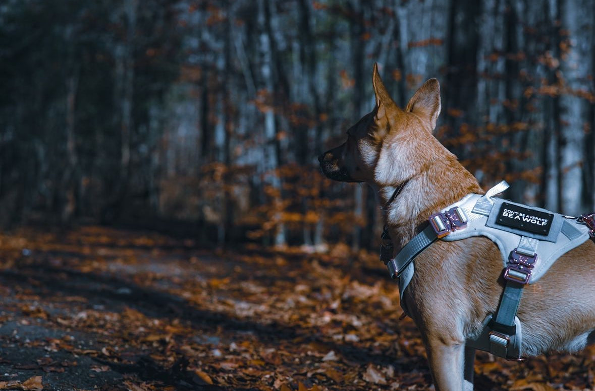 HNTR 3.0 Dog Harness - Honeydew