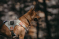 Load image into Gallery viewer, HNTR 3.0 Dog Harness - Honeydew
