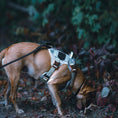Load image into Gallery viewer, HNTR 3.0 Dog Harness - Honeydew
