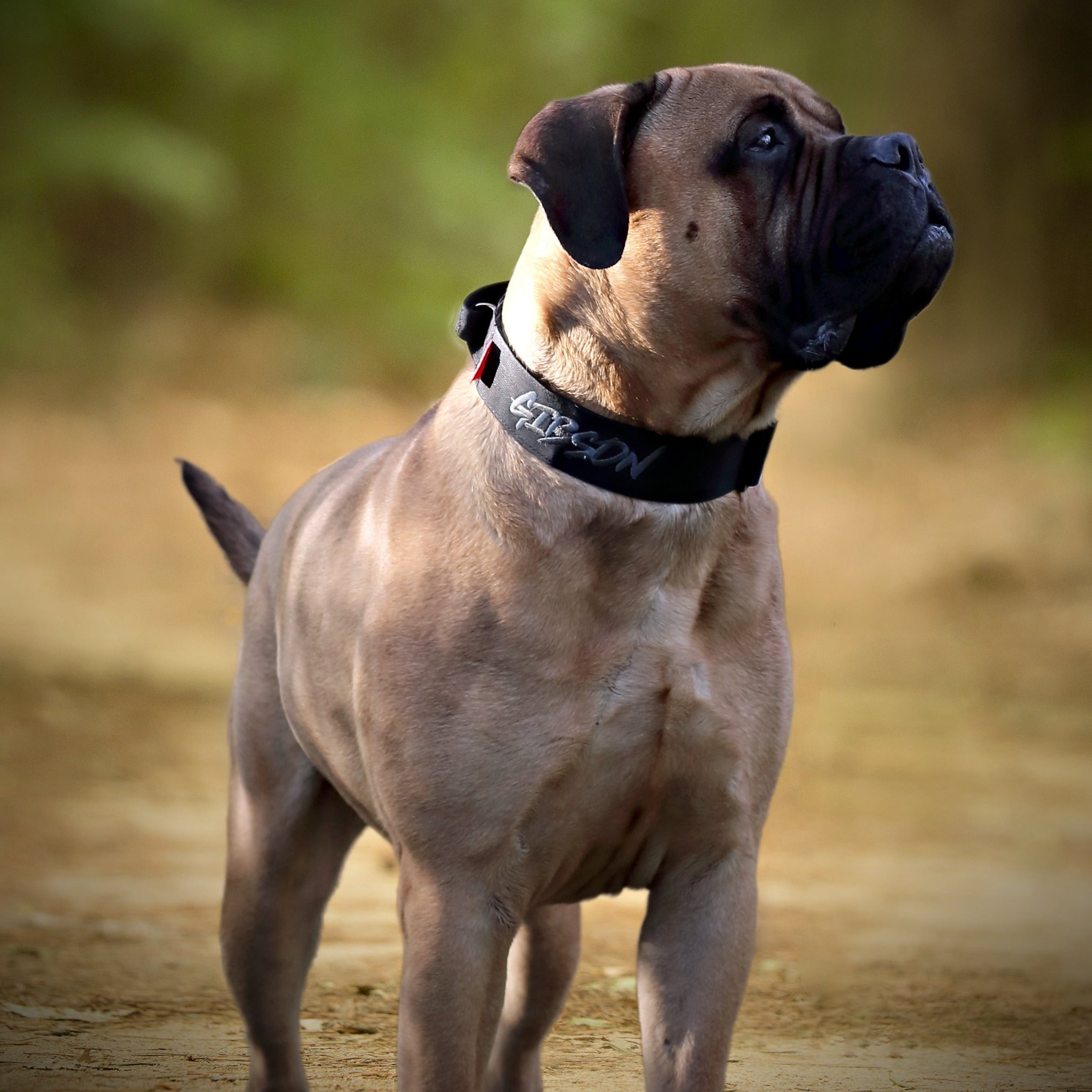 2" Tactik Dog Collar - Black