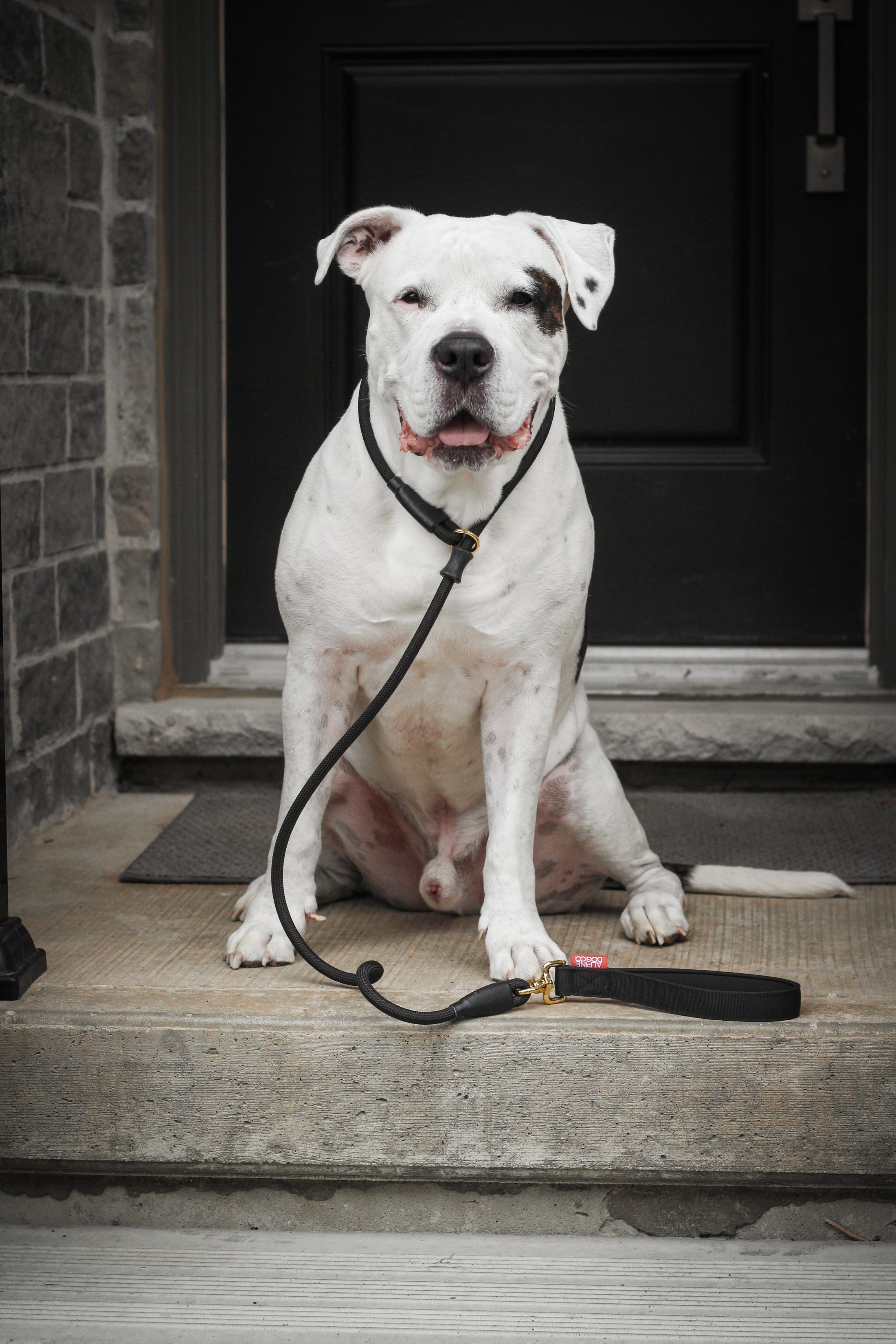 Dog Slip Lead - Noir