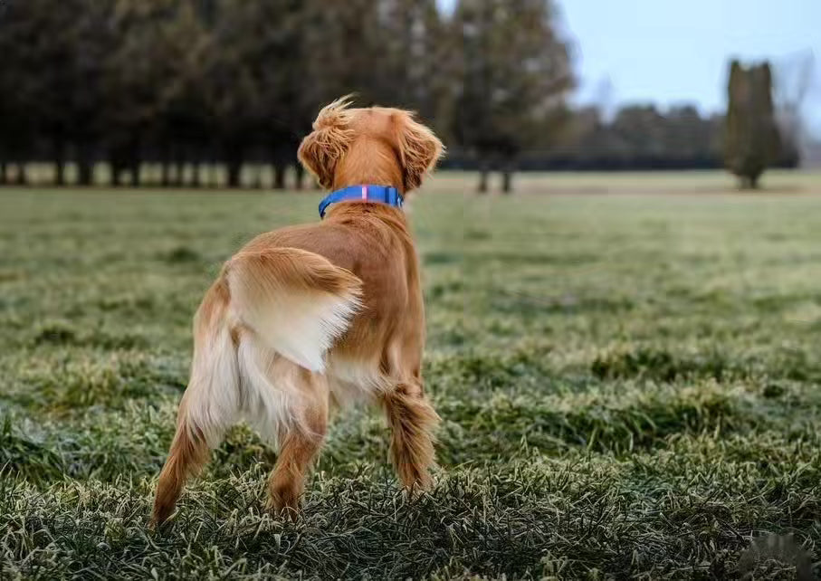 1.5" Tacti Slim Dog Collar - Cobalt