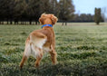 Load image into Gallery viewer, 1.5" Tacti Slim Dog Collar - Cobalt