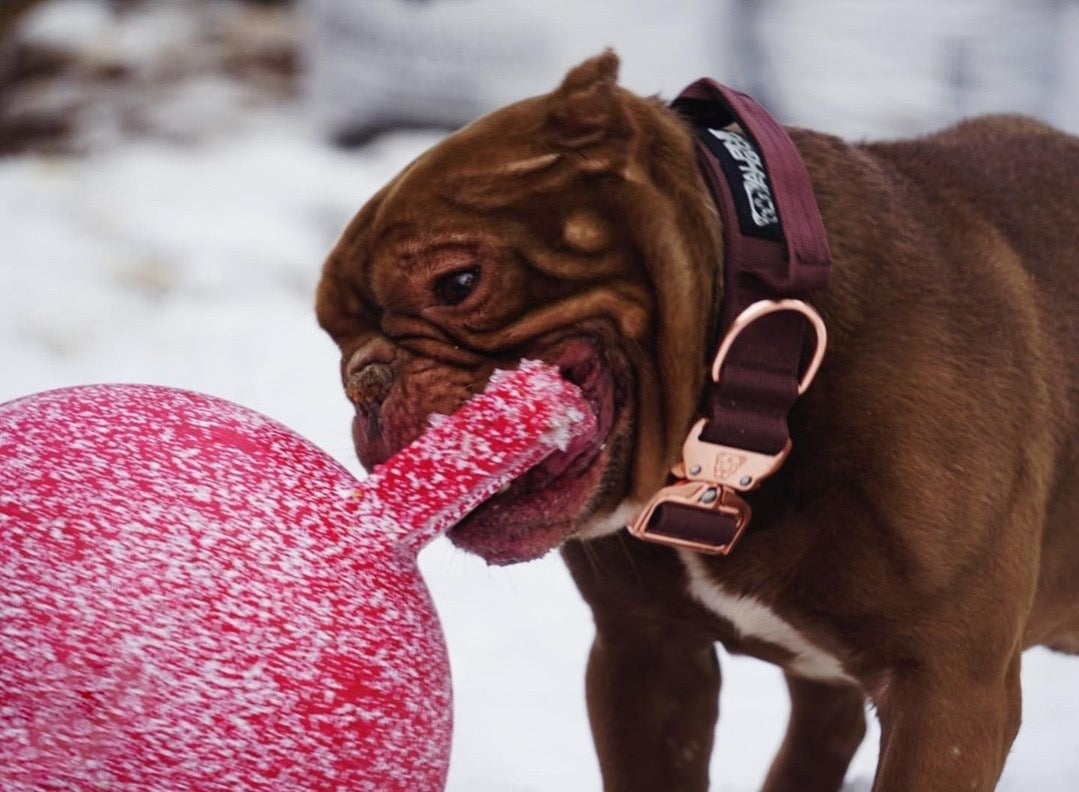1.5" Tacti Dog Collar Slim Luxe - Rose Gold - Chocolate