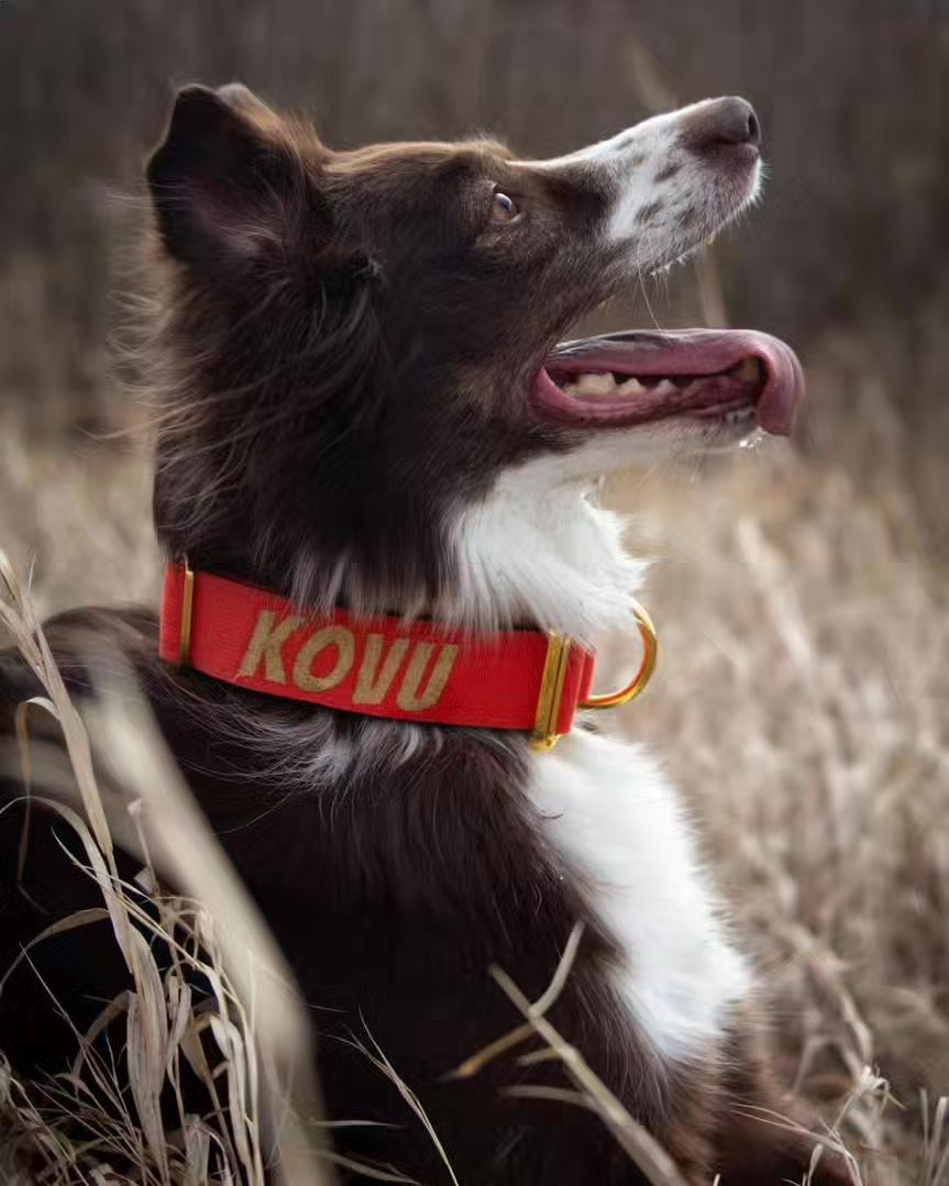 1.5" Tacti Dog Collar Slim Luxe - Gold - Cognac