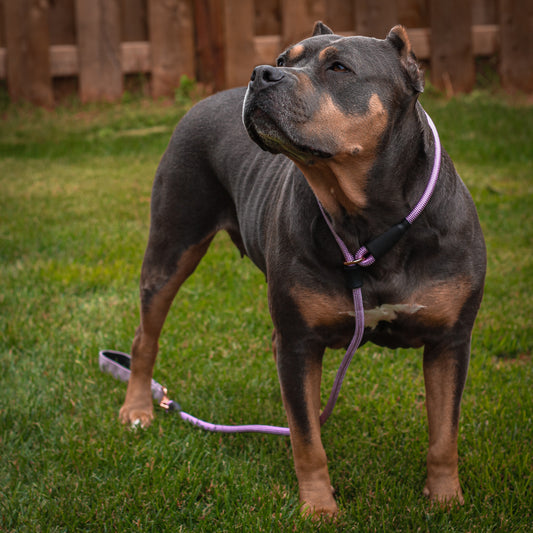 Dog Slip Lead - Sofia