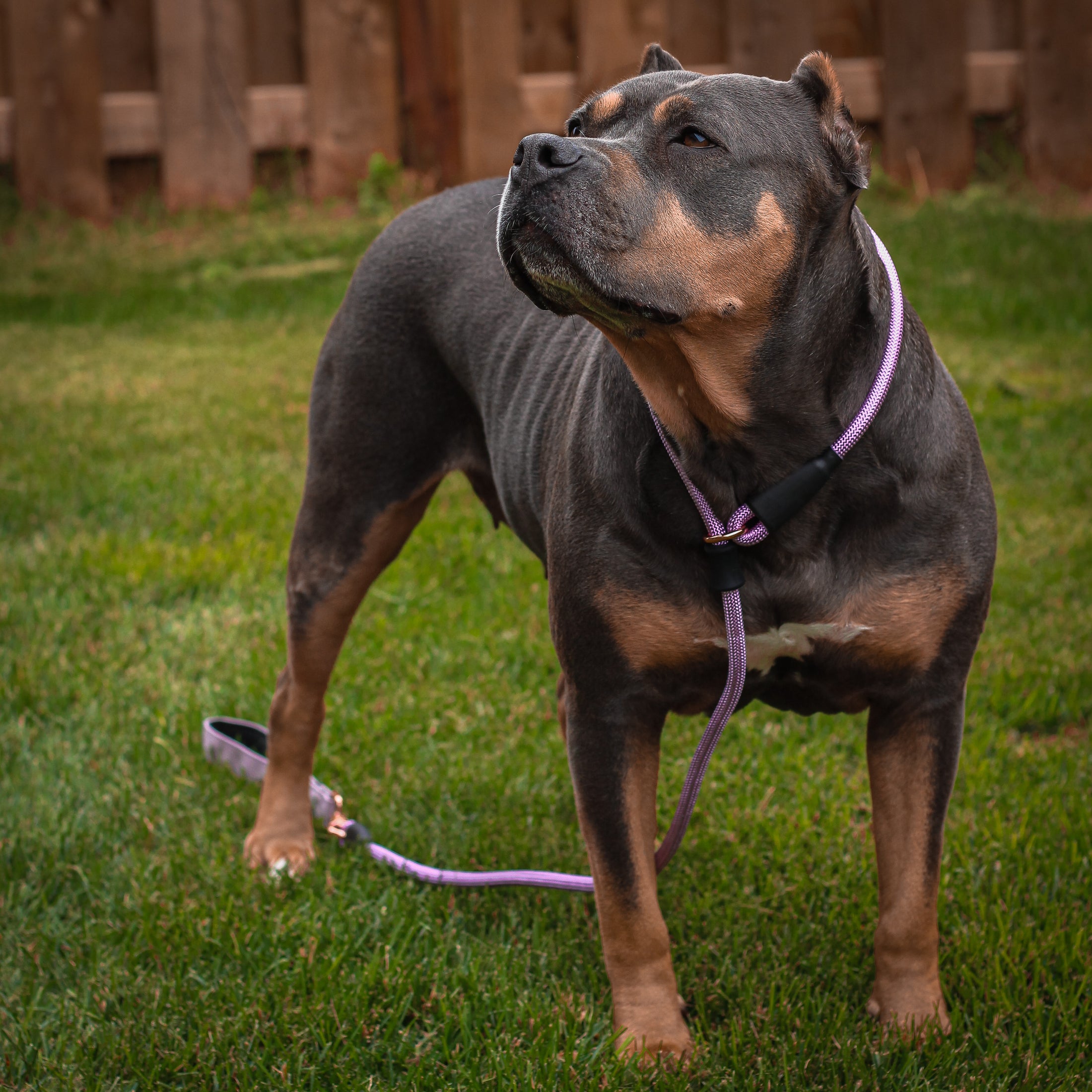 Dog Slip Lead - Sofia