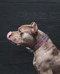 Load image into Gallery viewer, Expedition Dog Collar - Cement (Limited Edition)
