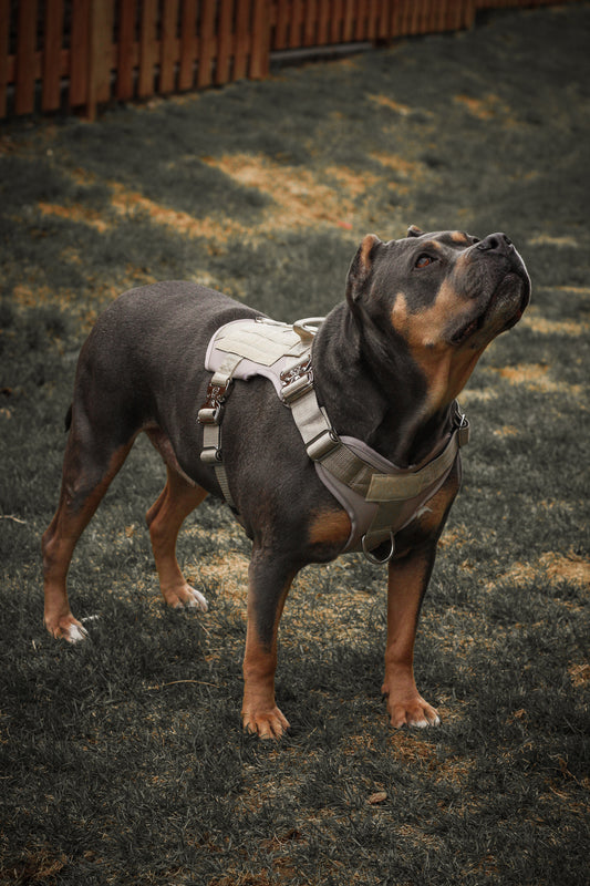 HNTR 3.0 Dog Harness - Beach