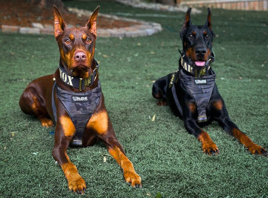 Best Dog Harness of 2025