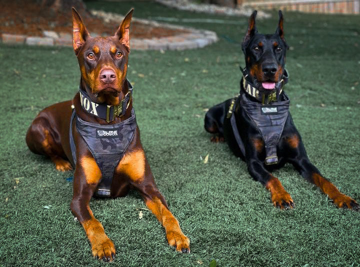 Best Dog Harness of 2025