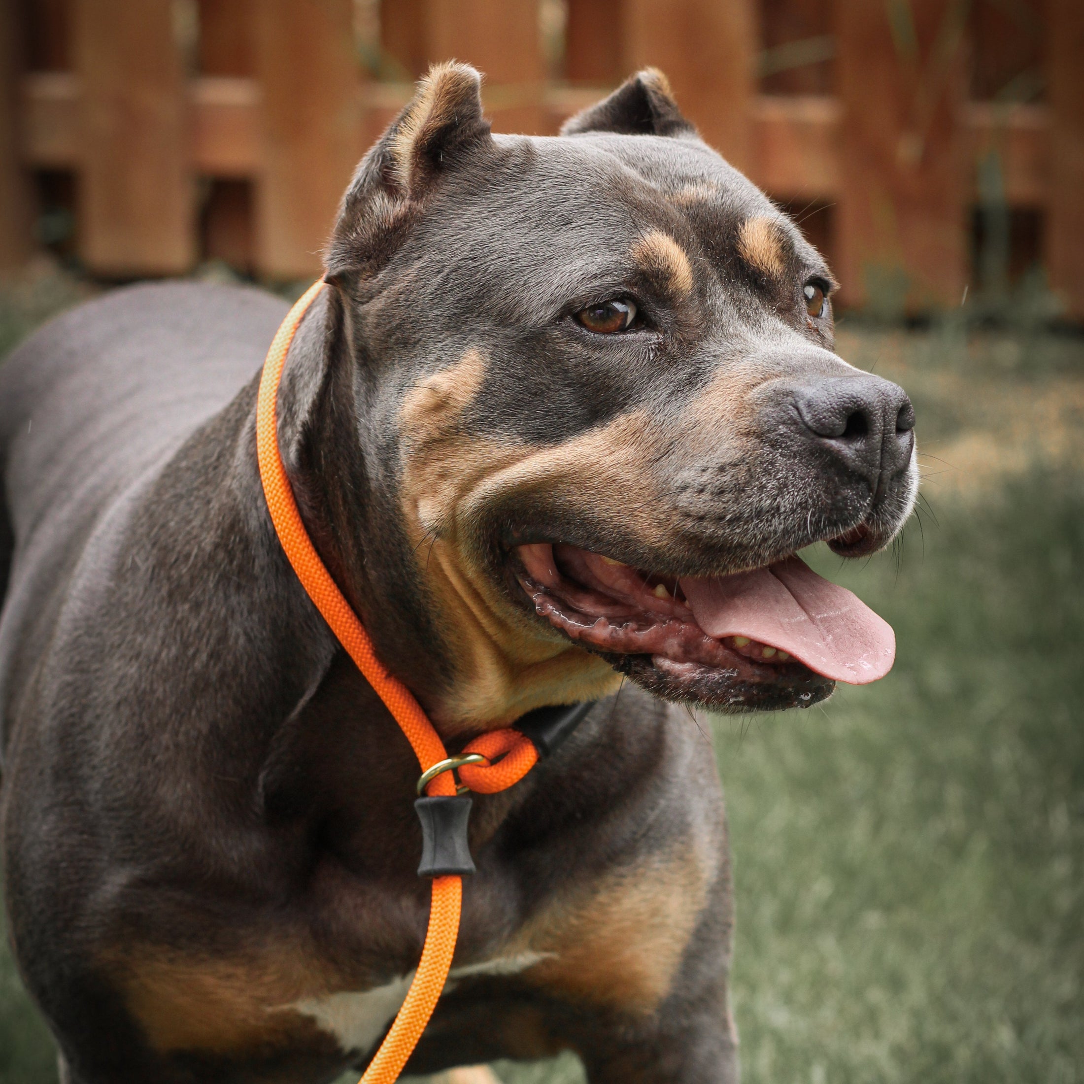 Dog Slip Lead - Mango