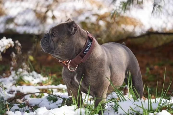 1.5" Tacti Dog Collar Slim Luxe - Rose Gold - Chocolate