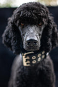 Load image into Gallery viewer, Expedition Dog Collar - Black
