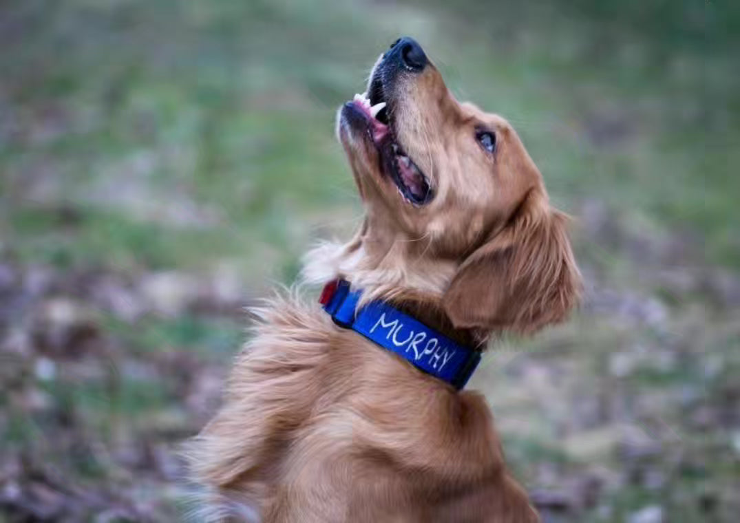 1.5" Tacti Slim Dog Collar - Cobalt