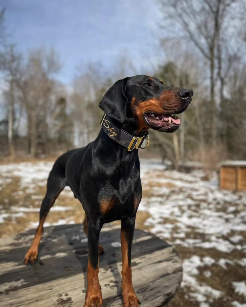 2" Tacti Luxe Dog Collar - Gold Camo
