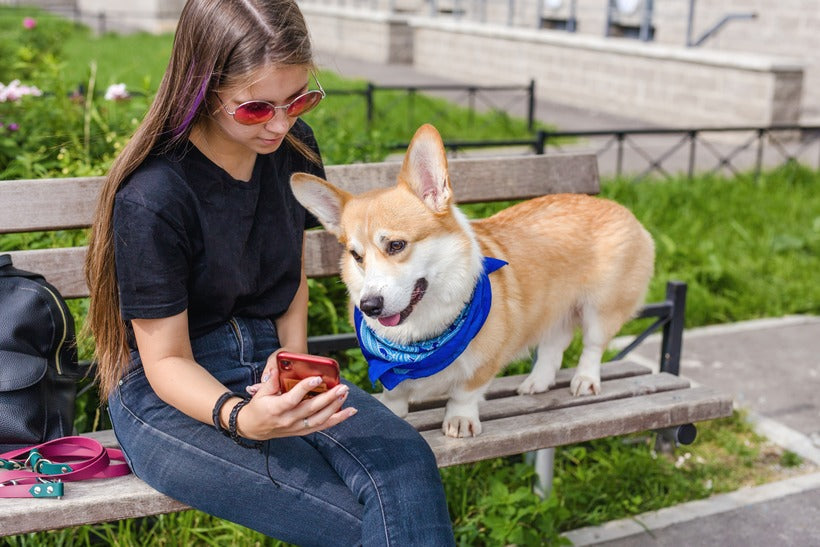 The Best Dog Training Apps for 2025 - Train Your Dog on the Go