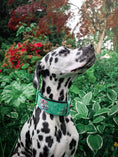 Load image into Gallery viewer, 2" Tacti Luxe Dog Collar - Bloom (Limited Edition)