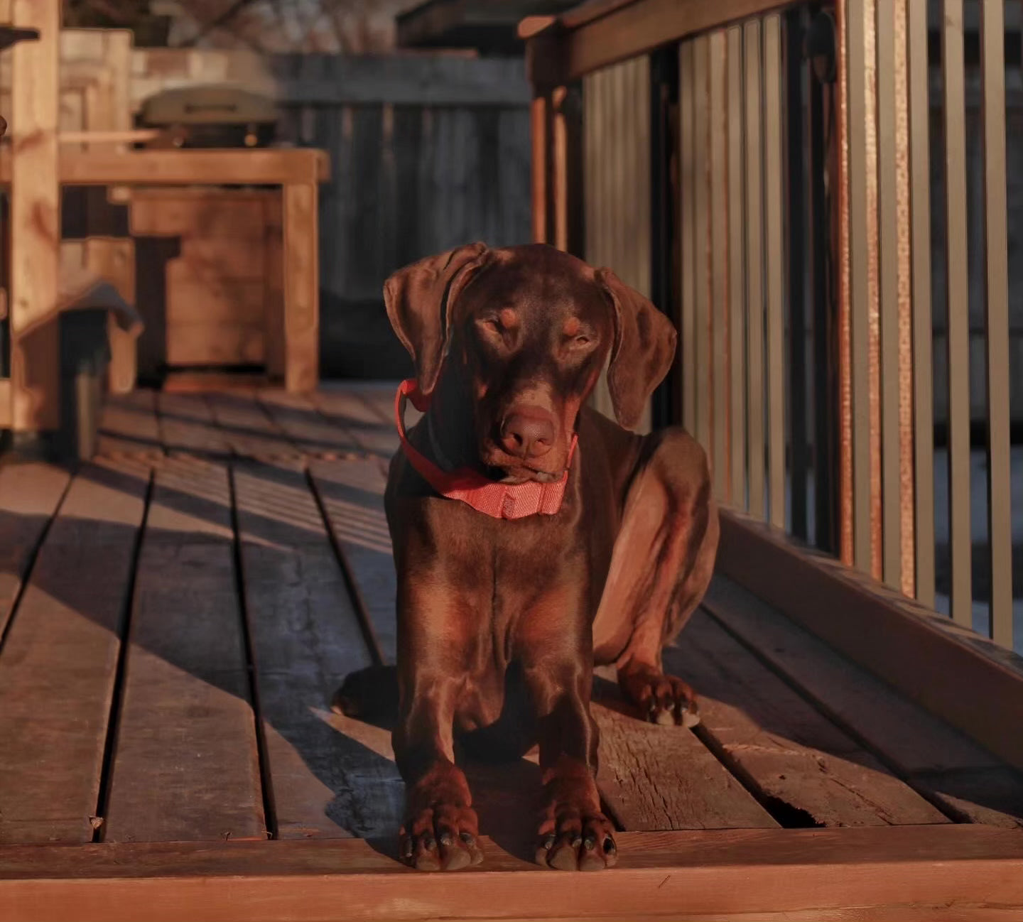 1.5" Tacti Dog Collar Slim Luxe - Gold - Cognac