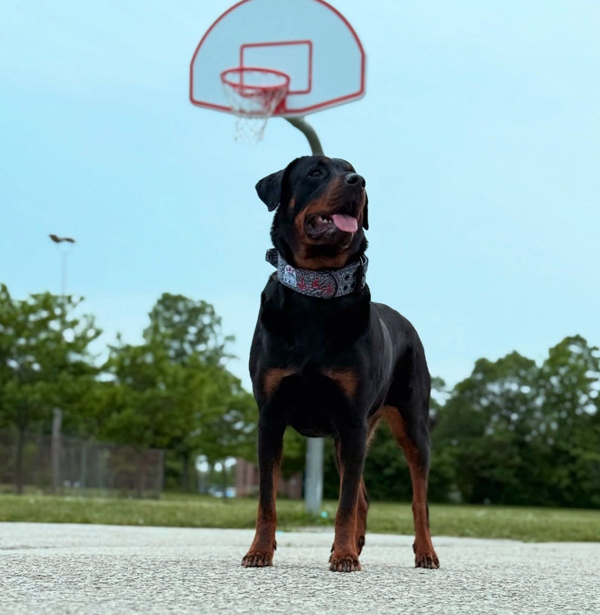 Expedition Dog Collar - Cement (Limited Edition)