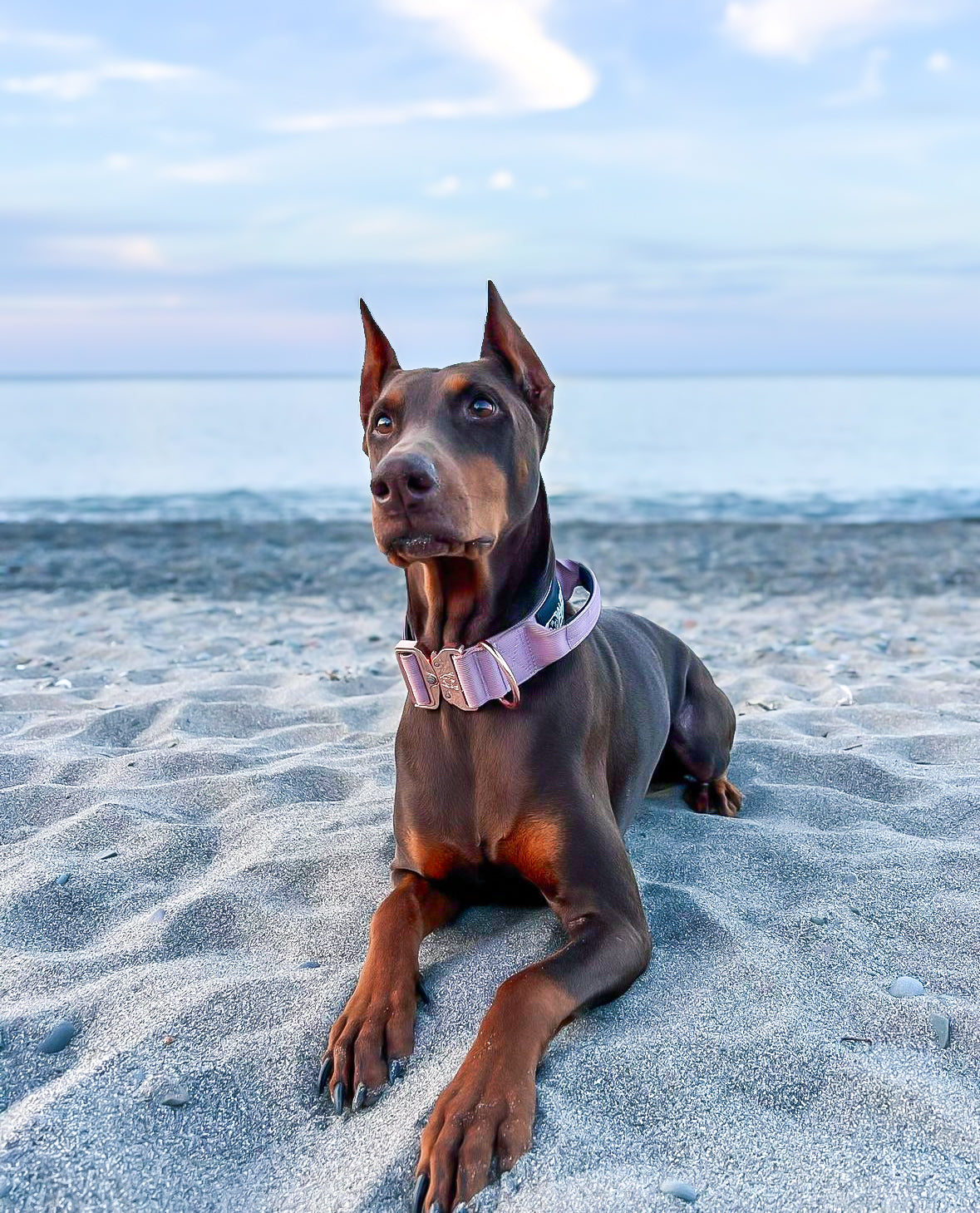 2" Tacti Luxe Dog Collar - Rose Gold - Sofia