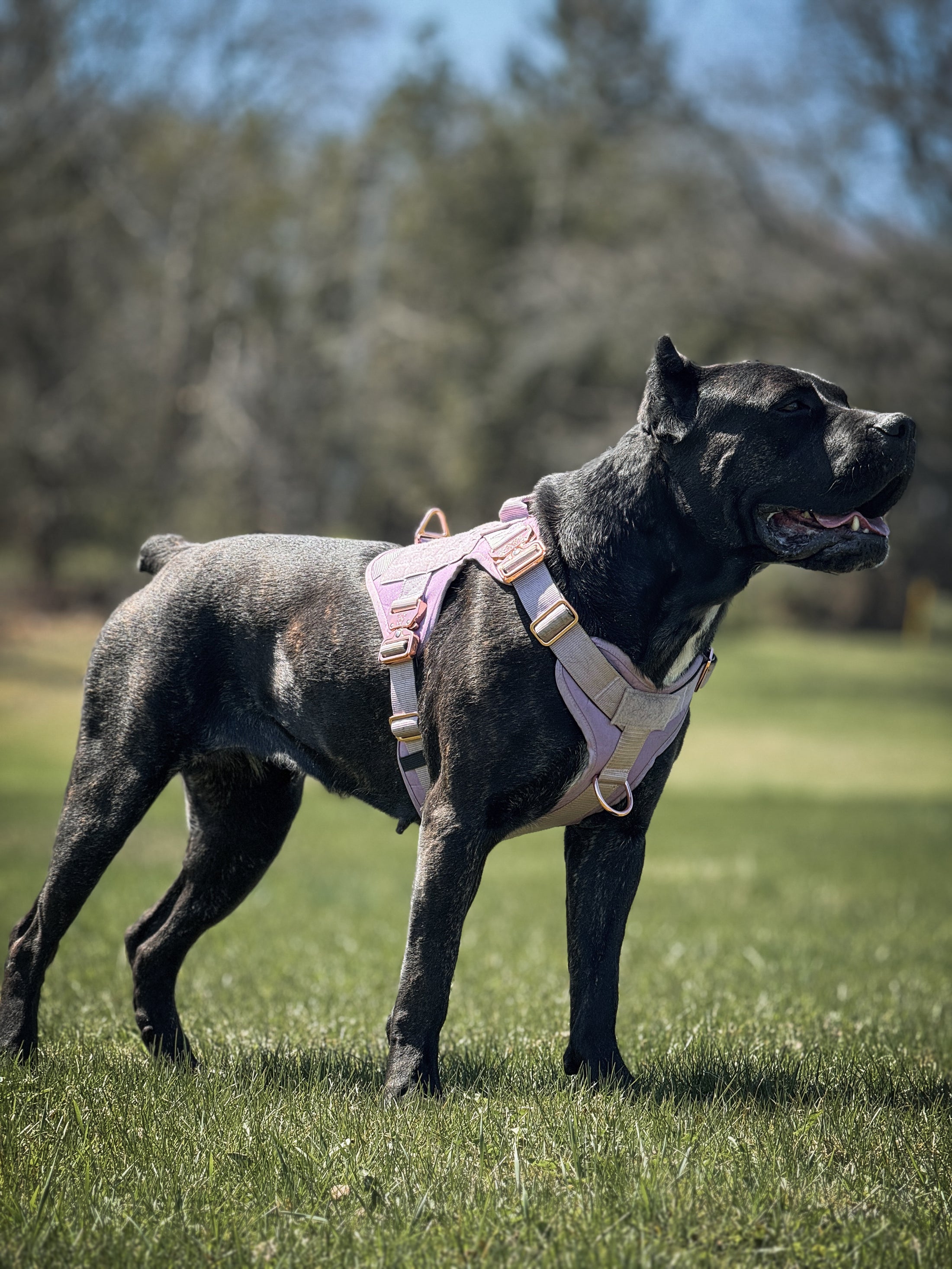 HNTR 3.0 Dog Harness - Sofia