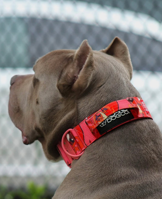 2" Tacti Luxe Dog Collar - Sriracha Dragon (Limited Edition)