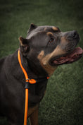 Load image into Gallery viewer, Dog Slip Lead - Mango

