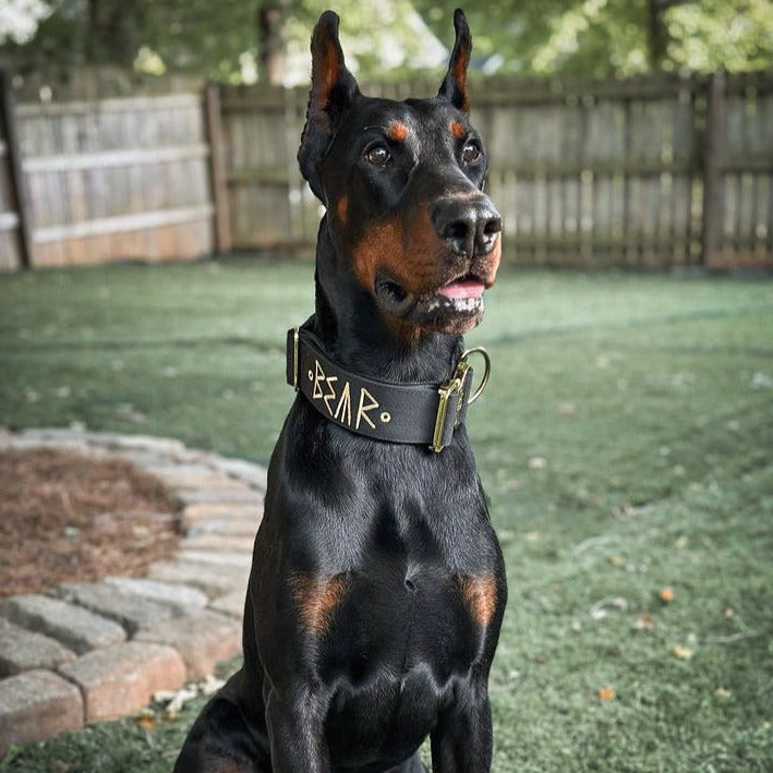 2" Tacti Luxe Dog Collar - Gold Noir