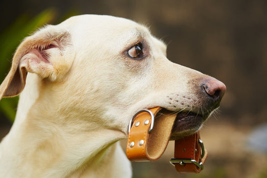 The Best Tough Dog Collars on the Market
