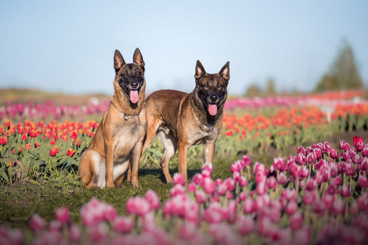 4 Best Collars for German Shepherds