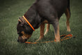 Load image into Gallery viewer, Dog Slip Lead - Mango
