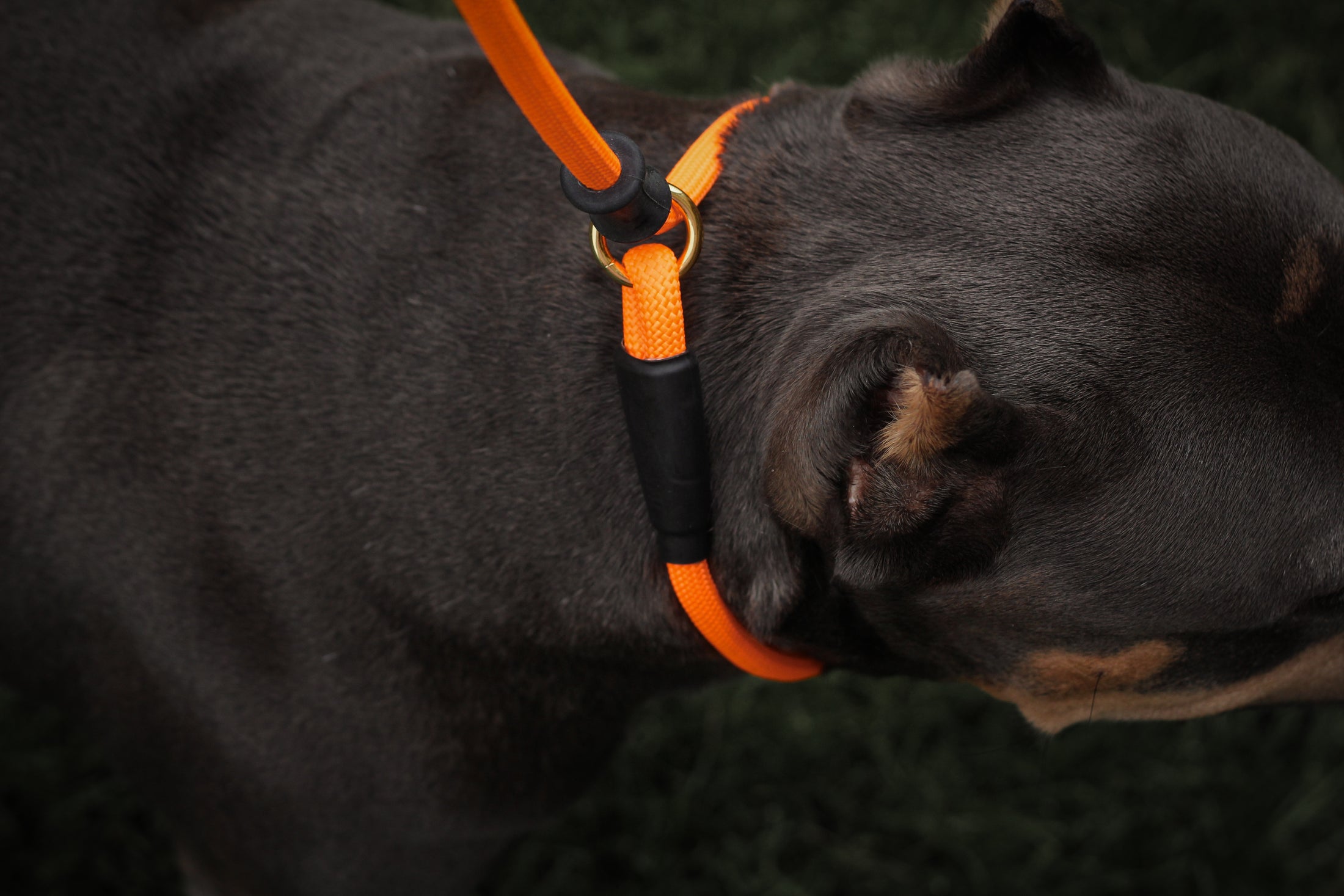 Dog Slip Lead - Mango