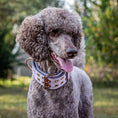 Load image into Gallery viewer, Expedition Dog Collar - Sofia
