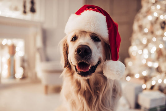 The 2024 Top 10 Christmas Gifts for your Dog (and Dog Owner)