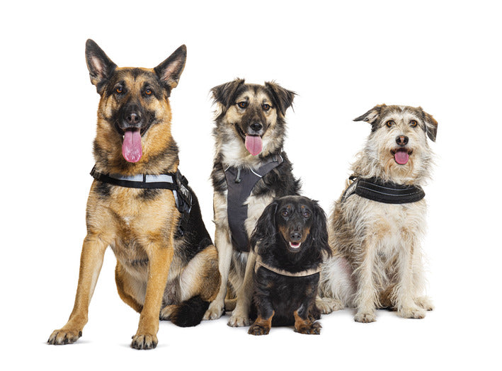 The 5 Best No-Pull Harness for Dogs 2025