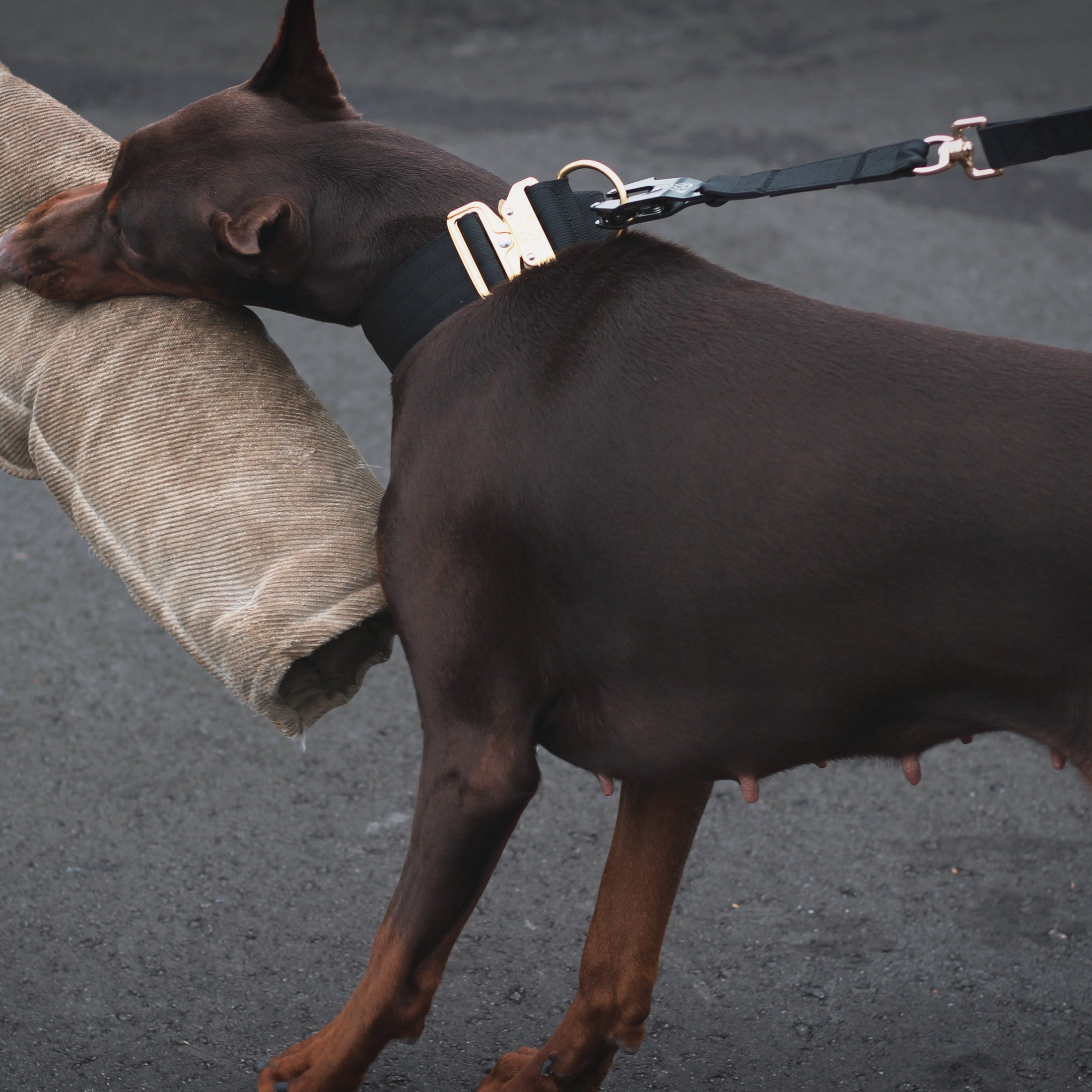 Tacti Luxe Dog Leash - Gold Noir