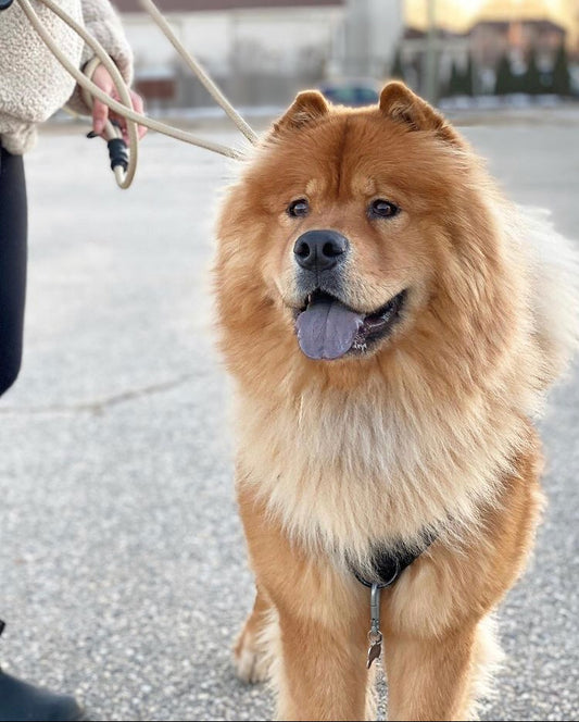 Trainer Dog Leash - Sand