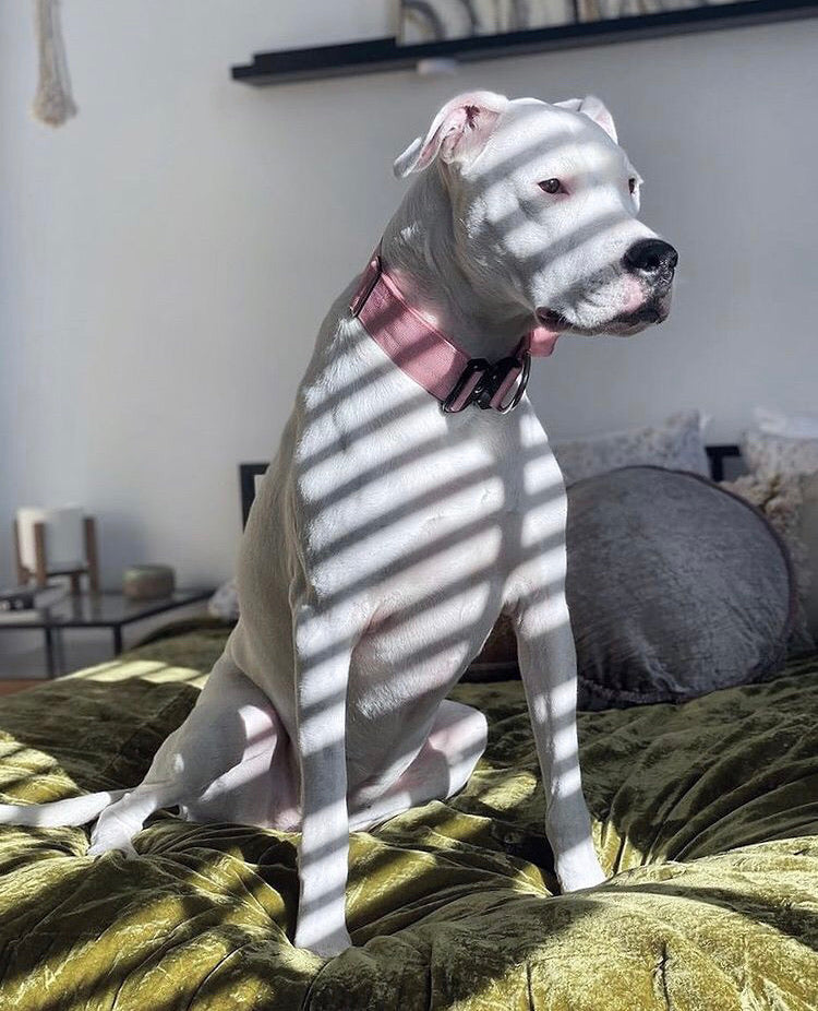 2" Tactik Dog Collar - Bubblegum