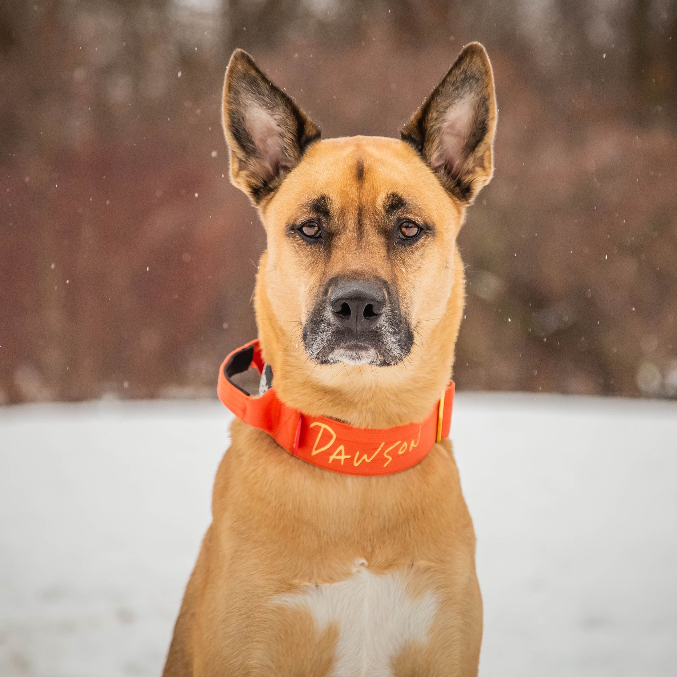 2" Tacti Luxe Dog Collar - Gold Cognac