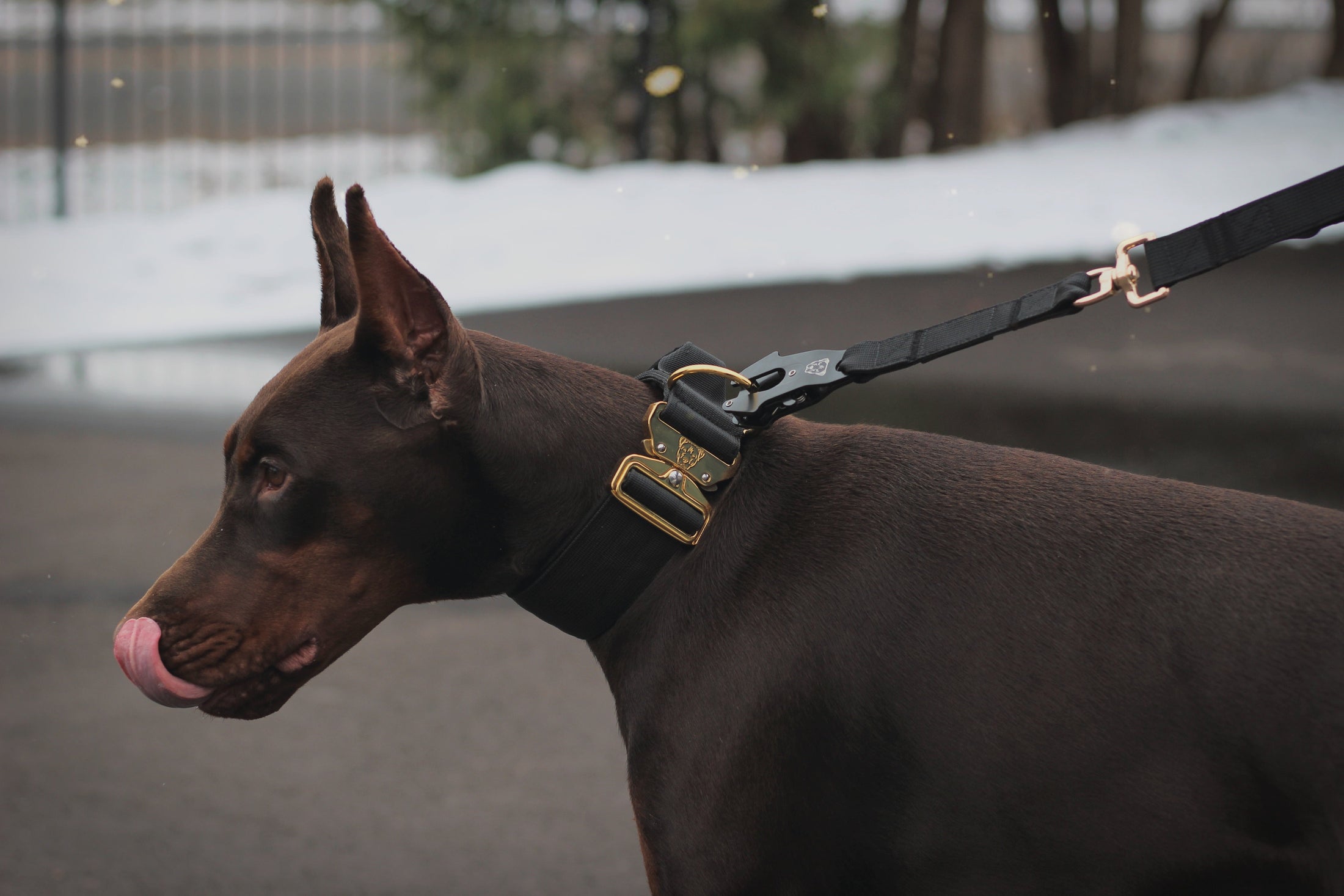 2" Tacti Luxe Dog Collar - Gold Noir