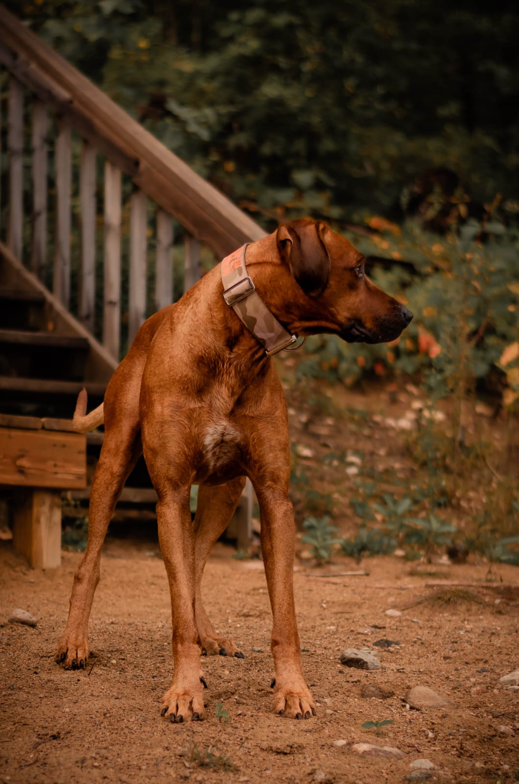 2" Tacti Luxe Dog Collar - White Gold - Desert Camo